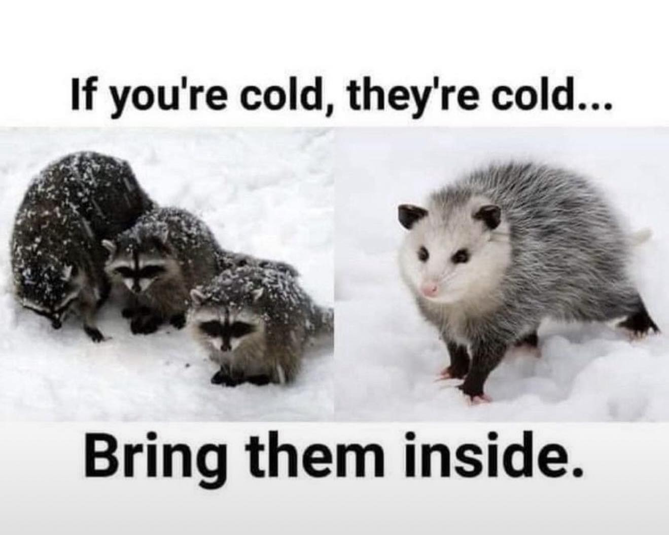 If you're cold, they're cold meme